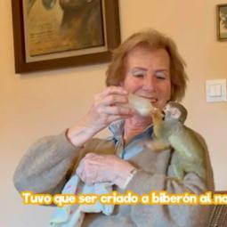 La historia detrás de Richter, el mono que fue criado con biberón y que se ha vuelto viral, como Punch: "Está feliz, está contento"