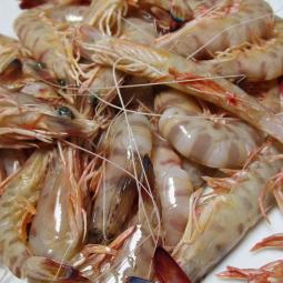 Los langostinos vencen a los cerdos y a los pollos como los animales más criados del mundo