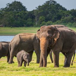 Los científicos coinciden: preservar la vejez de hipopótamos, elefantes y ballenas ayuda a conservar las especies por un concepto inesperado