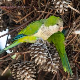 Los biólogos coinciden: el 54% de la invasión de cotorra argentina en España viene de mascotas liberadas y en 20 años llegará a zonas agrarias si no se actúa ya