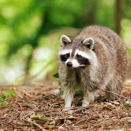Pepe Lara, experto en fauna de la Comunidad de Madrid: "Hemos retirado ya más de 1.800 mapaches: no temen al hombre, comen de todo y son portadores de rabia"