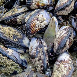 Marion, bióloga, ante sus mejillones muertos por el calor del Mediterráneo: "Mueren de agotamiento. A estas temperaturas ya no se mueven, respiran mucho, pierden energía"