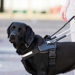 Jeanette, 75 años, adopta a un perro que llevaba 700 días en un refugio: su alegría corriendo en el jardín contagia