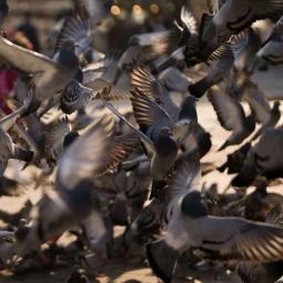 Vital, ucraniano que rescata palomas en Barcelona: "Si no quieres que sufra, no puedes ignorarla"