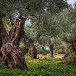 Vino de 1275, aceite de olivos centenarios y miel de 14 colmenas: así es la finca de Richard Branson en la Tramuntana