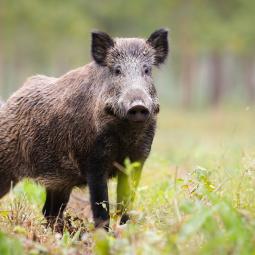 Se elevan a 13 los casos positivos de jabalíes con peste porcina africana