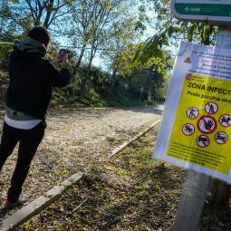 Se baraja que unos restos de embutido o de un bocadillo puedan ser el origen del brote de peste porcina africana