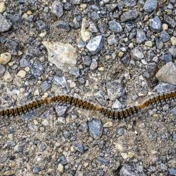 Málaga saca los cañones y pistolas para preparar a los pinos ante la plaga que afecta notablemente a los perros