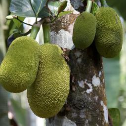Una localidad de Málaga es la principal productora de la majestuosa fruta tropical que puede llegar a los 40 kilos