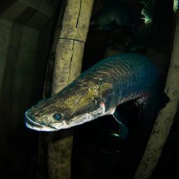 Un pescador de 53 años se enfrenta al pez gigante de 200 kg que respira fuera del agua: todos ansían su carne de alta calidad