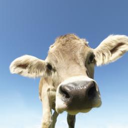 Jorge Berzosa, chef español: "Lo que te da el dinero es la ternera"