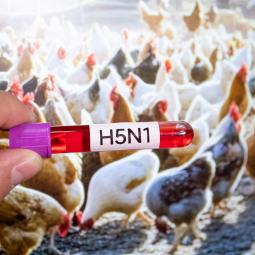 Científicos indios predicen cómo la gripe aviar podría llegar a dar el salto de aves a humanos