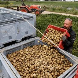 En una isla cercana a España se encuentra la patata más cara del mundo: se ha llegado a pagar a 500 euros el kilo