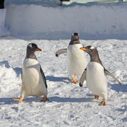 Detectan a los pumas devorando pingüinos y un estudio alerta de un cambio inesperado entre los grandes felinos
