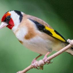 La alondra común, el cormorán moñudo y el jilguero europeo se disputan el título de Ave del Año 2026