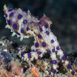 Un turista juega con un bebé pulpo azul y resulta ser uno de los animales más venenosos del planeta