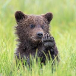 Una pareja crio a un oso de 410 kilos durante 25 años como su hijo y se convirtió en una estrella: "Fue una historia de amor"