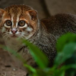 Fotografían después de casi 30 años al extraño gato de cabeza plana
