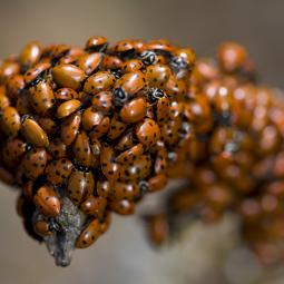 Millones de mariquitas se enviaron a los cultivos como solución limpia frente a las plagas de pulgones pero acabaron desatando una brutal invasión biológica