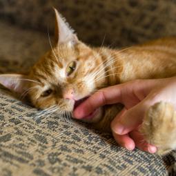 Saskia, experta en biología, revela las razones por las que los gatos muerden de repente cuando los acarician: "Presta especial atención a la cola y las orejas de tu gato"