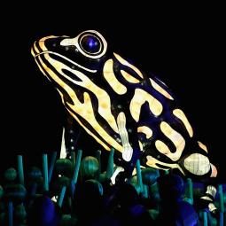 Anthony, biólogo, inventó saunas para ranas y ahora aspira a salvar cientos de especies: "Vamos a empezar a usar estos métodos en la naturaleza para la conservación"