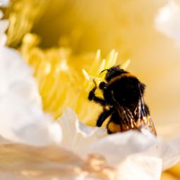 Ni pesticidas ni avispa asiática: la UE prueba microrobots que peinan y alimentan a la abeja reina para salvar la colonia