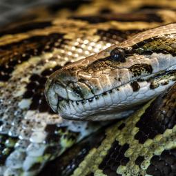 Rescatan en Indonesia a la serpiente salvaje más larga del mundo