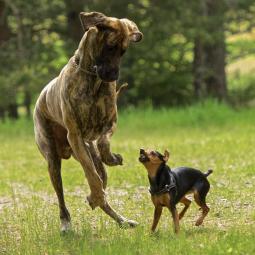 Sentencia pionera en Salamanca: condenan al Ayuntamiento a cerrar un pipicán porque hasta 10 perros ladran a la vez y los vecinos "no pueden estar tranquilos en sus casas"