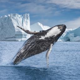 Ni Yellowstone ni el Gran Cañón: el parque nacional más grande del mundo tiene un tamaño mayor que países como España o Francia