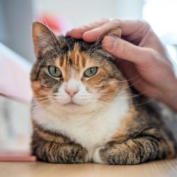 Los veterinarios coinciden: los gatos que salen a la calle viven entre 2 y 3 años menos que los que se quedan en casa, y el 70% de los que son atropellados no sobreviven