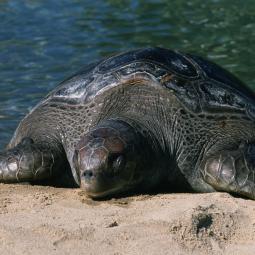 Aparece en Cantabria el cadáver de un animal gigante y los científicos no dan crédito: "Este ejemplar podría llegar a medir 3 metros y pesar 800 Kg"