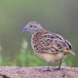"Es una obligación moral traerlo de vuelta": los investigadores que llevan décadas buscando el torillo andaluz en Marruecos piden a España que actúe antes de que sea tarde