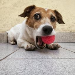 Una veterinaria da las claves para reaccionar si tu perro sufre un atragantamiento: "Nunca metas los dedos a ciegas"