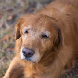 Un etólogo canino, sobre la vejez de los perros: "Pequeños ajustes en lo cotidiano le ayudan a sentirse más tranquilo y acompañado"