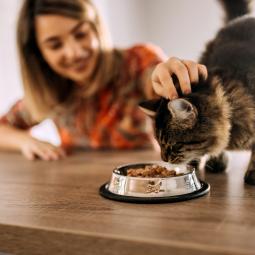 Científicos japoneses tienen una nueva teoría sobre por qué los gatos no suelen terminarse su comida: la clave no está en el estómago, sino en el olor