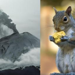 Los vulcanólogos coinciden: un grupo de ardillas son las responsables de que un ecosistema de EEUU se siga recuperando 40 años después de la última erupción