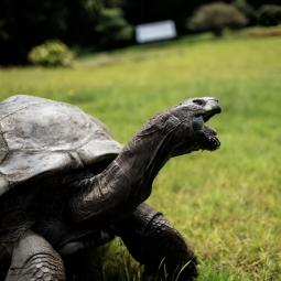 El susto de Jonathan, el animal terrestre vivo más longevo del mundo: un estafador dio por muerta a esta tortuga coetánea de Napoleón y de TikTok