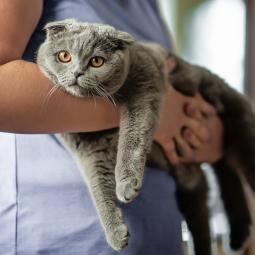 Siete años perdido a 3.700 kilómetros: el chip de Dodger ha permitido a Amber y sus dos hijos recuperar el gato que escapó en una mudanza tras la muerte del padre
