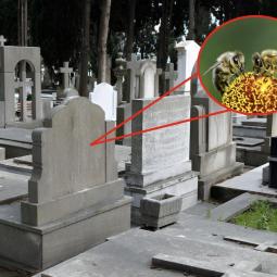 Los científicos descubren 5,5 millones de abejas viviendo bajo las tumbas de un cementerio: el mayor asentamiento de abejas solitarias jamás registrado