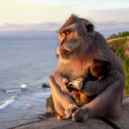 Los monos de un templo en Bali no roban por hambre, negocian: distinguen un iPhone de unas chanclas y eligen qué objetos pueden cambiar por más comida