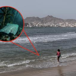 Un tiburón angelote muerde a una bañista en Lanzarote pero la biología lo confirma: no es un animal agresivo y además está en peligro de extinción