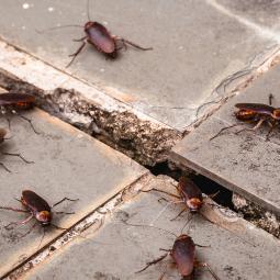 Di adiós a las cucarachas con este sencillo truco: las espanta de forma natural