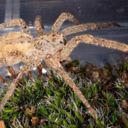 Puede atravesar la piel humana y ya está en toda Alemania: la 'araña Nosferatu', de origen mediterráneo y habitual en España, avanza hacia el norte