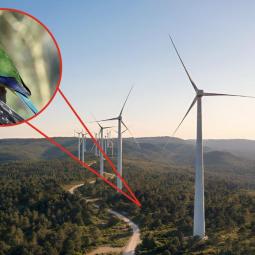 Construyeron 100 aerogeneradores en Tasmania antes de darse cuenta de que se encontraban en el camino de un loro en peligro crítico de extinción
