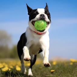 Los perros no ven en blanco y negro: esto es lo que tu perro ve realmente cuando le lanzas la pelota