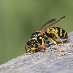 Adiós a las avispas del jardín de una vez por todas: solo necesitas una bolsa de plástico
