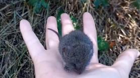 ​Una influencer argentina acaricia a uno de los ratones que transmite el hantavirus: "Yo solo vi un bicho muy cute"