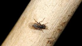 Parece una abeja, pero no lo es: descubren en la Amazonía un insecto que engaña a los depredadores