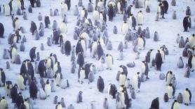 Los científicos coinciden: quedan menos de 600.000 pingüinos emperador en el planeta y eso dice mucho de "la realidad del cambio climático"