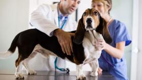 La red de clínicas veterinarias MiVet refuerza el bienestar emocional de sus equipos veterinarios